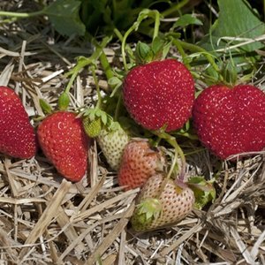 Strawberry Albion Day-Neutral Strawberry bundle of 25